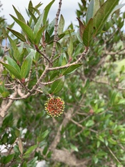 Cephalanthus natalensis