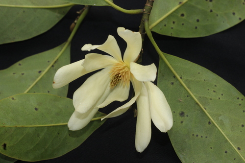 Magnolia nilagirica observed 2025-09-03