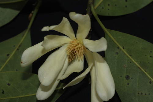 Magnolia nilagirica, photograph 1
