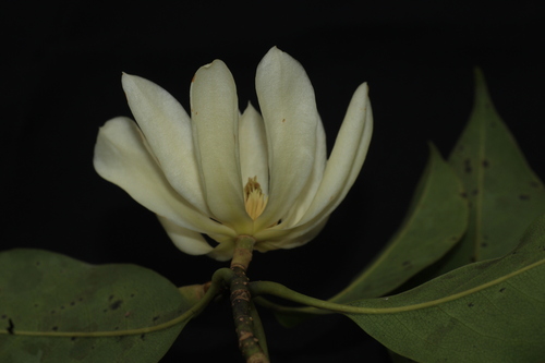 Magnolia nilagirica, photograph 2