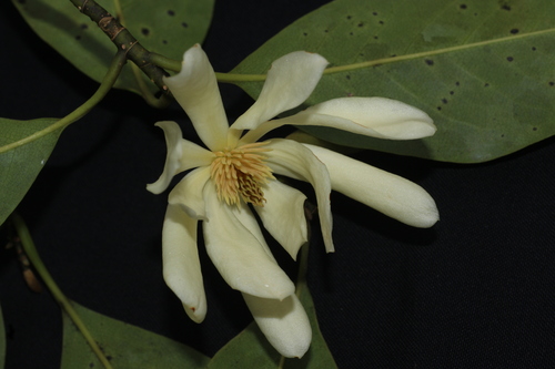 Magnolia nilagirica, photograph 3