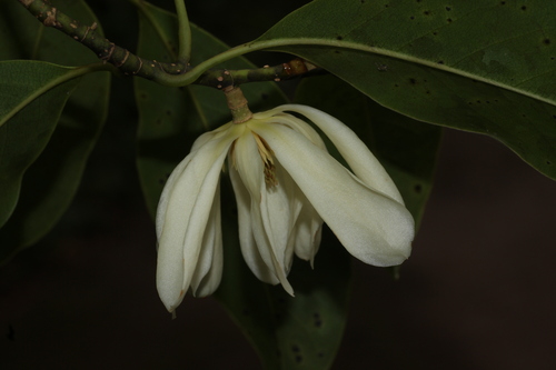 Magnolia nilagirica, photograph 4