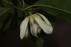 Magnolia nilagirica, photograph author not stated, no rights reserved