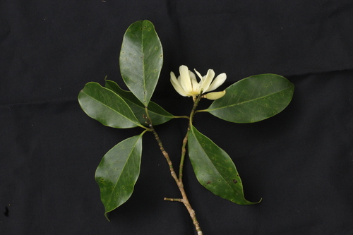 Magnolia nilagirica, photograph 5