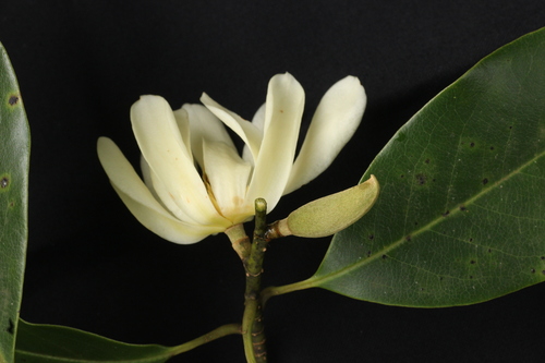 Magnolia nilagirica, photograph 6
