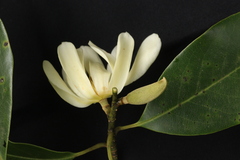 Magnolia nilagirica, photograph author not stated, no rights reserved