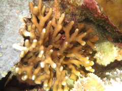 Stylophora subseriata