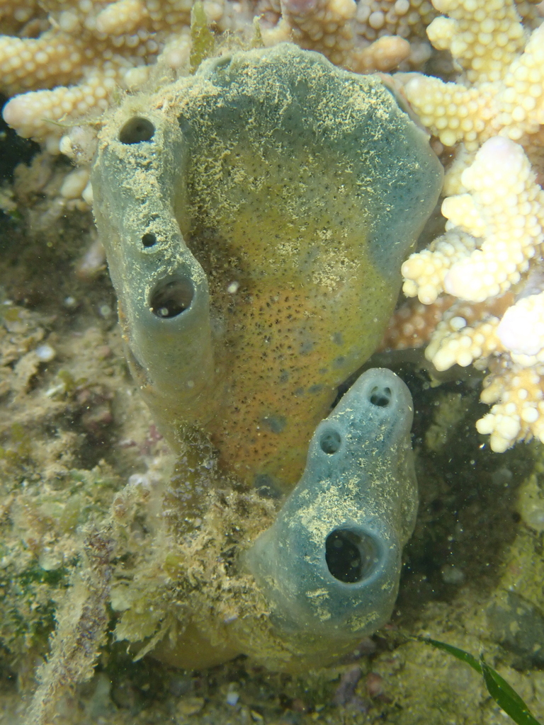 Gelliodes carnosa