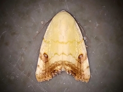Xanthodes albago