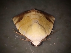 Xanthodes albago