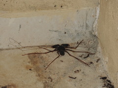 Acanthophrynus coronatus