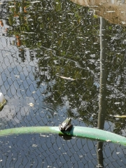 Lithobates montezumae