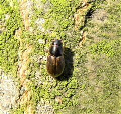 Melinopterus consputus