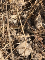 Ophisops elegans schlueteri