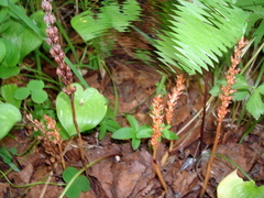 Neottia acuminata