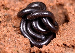 Leptotyphlops