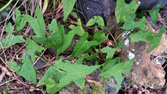 Calystegia marginata