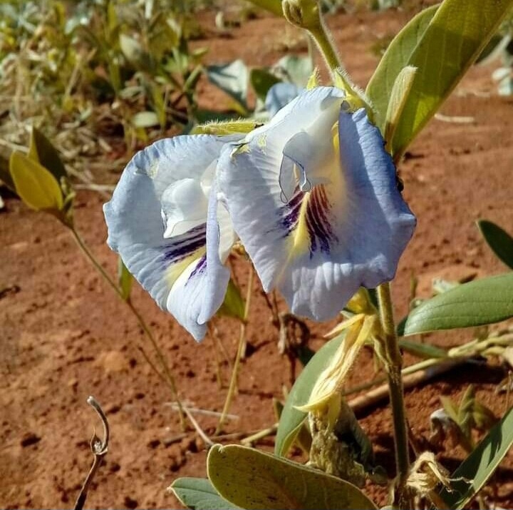 Clitoria densiflora