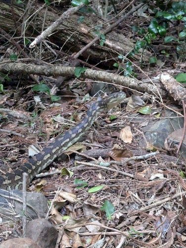 Coastal Carpet Python sighting