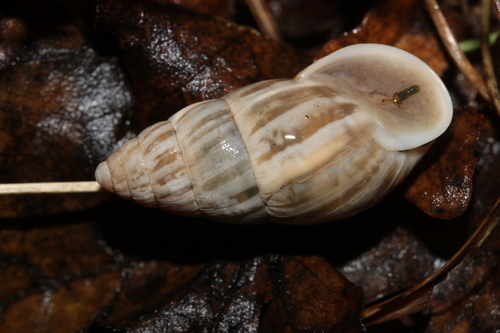 Zebra Snail, photo 4 of 10
