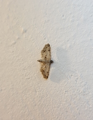 Sufetula