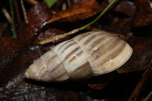 Zebra Snail, photo 3 of 10
