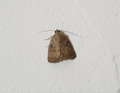 Bagisarinae