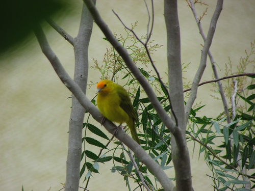 Saffron Finch