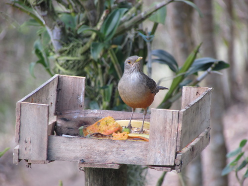 Rufous-bellied Thrush