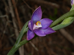 Thelymitra hatchii