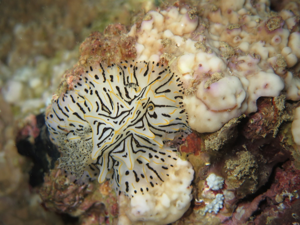 Halgerda paulayi