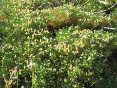 Genista hispanica
