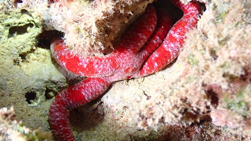 Red Velvet Star