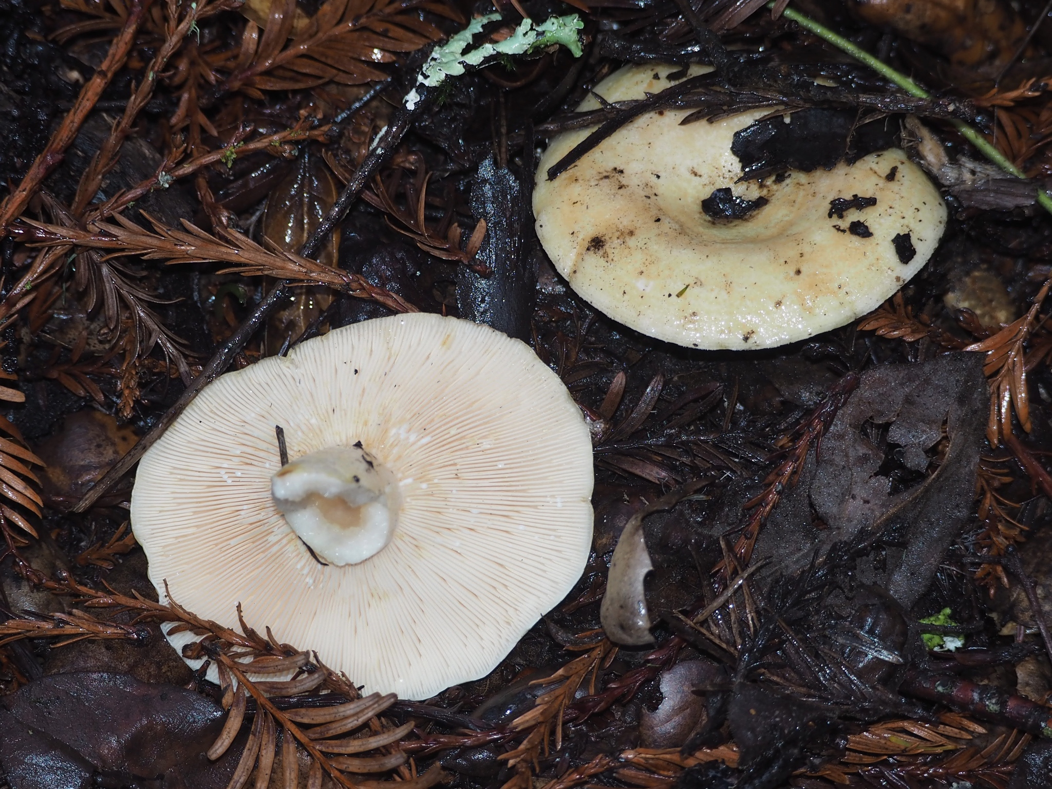 Lactarius alnicola image