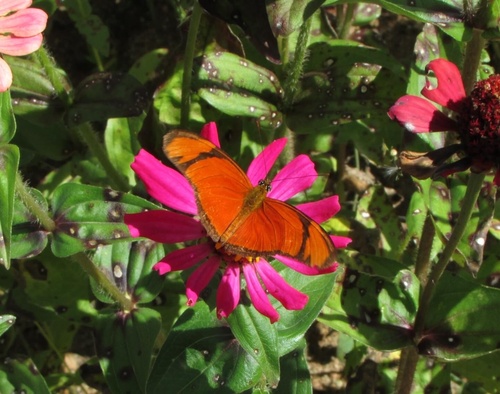 Dryas iulia alcionea