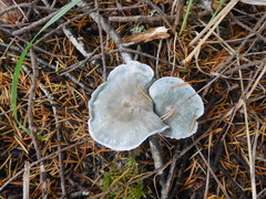 Clitocybe odora pacifica