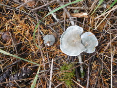 Clitocybe odora pacifica