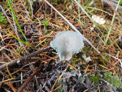Clitocybe odora pacifica