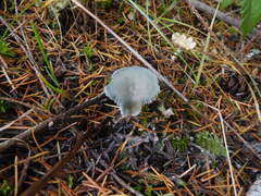 Clitocybe odora pacifica
