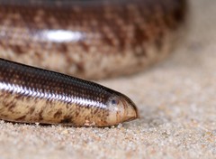 Afrotyphlops schlegelii