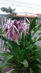 Crinum × amabile