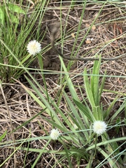 Cyperus cristatus