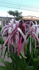 Crinum × amabile