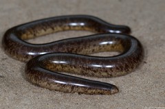 Afrotyphlops schlegelii