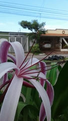 Crinum × amabile