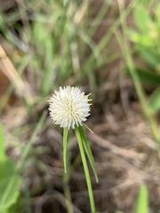 Cyperus cristatus
