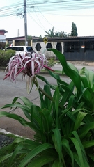 Crinum × amabile