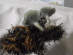 Clitocybe odora pacifica