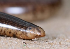 Afrotyphlops schlegelii