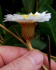 Pachystegia rufa